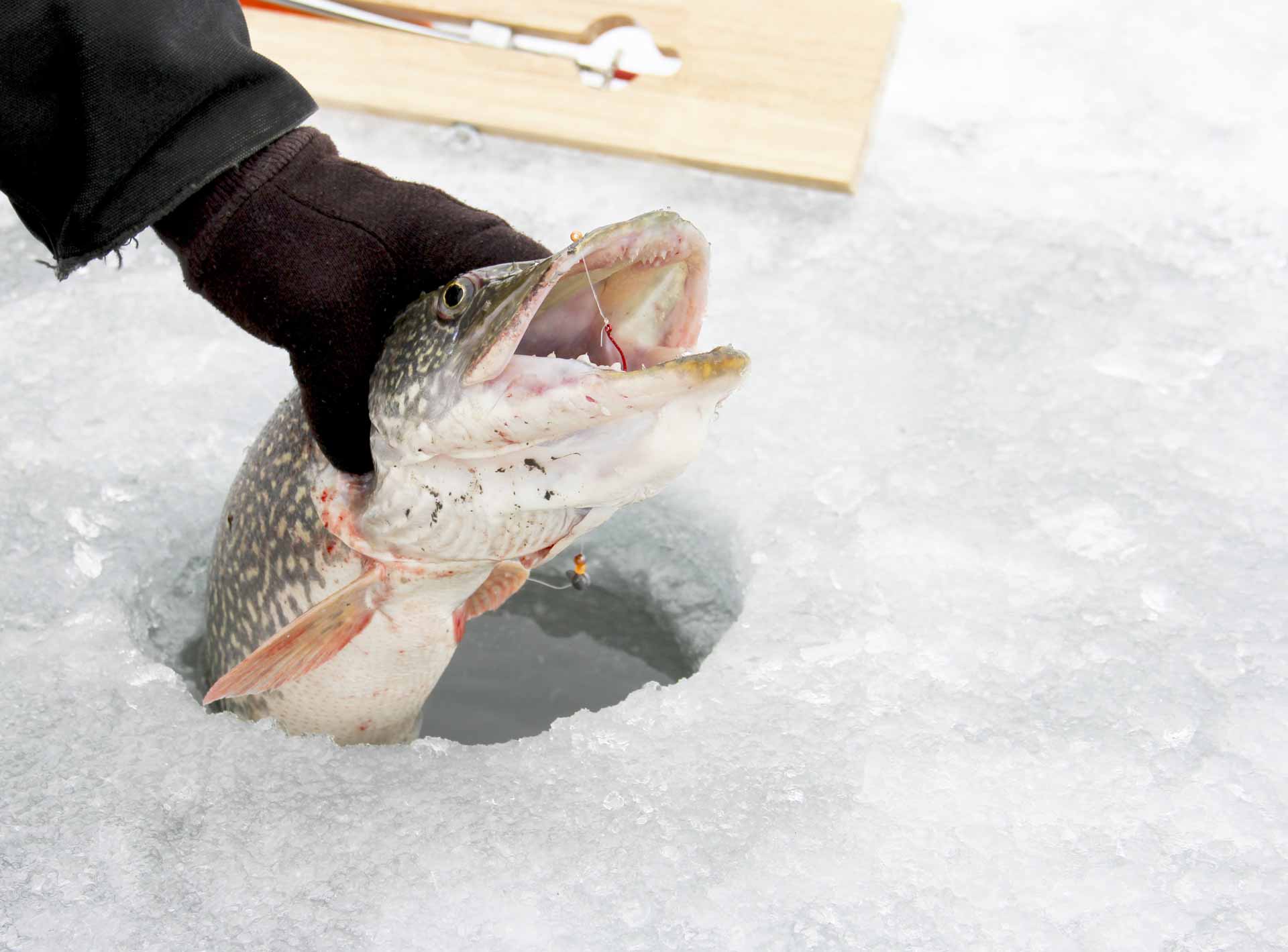 Ice Fishing for Northern Pike - Trophy Ice Fishing