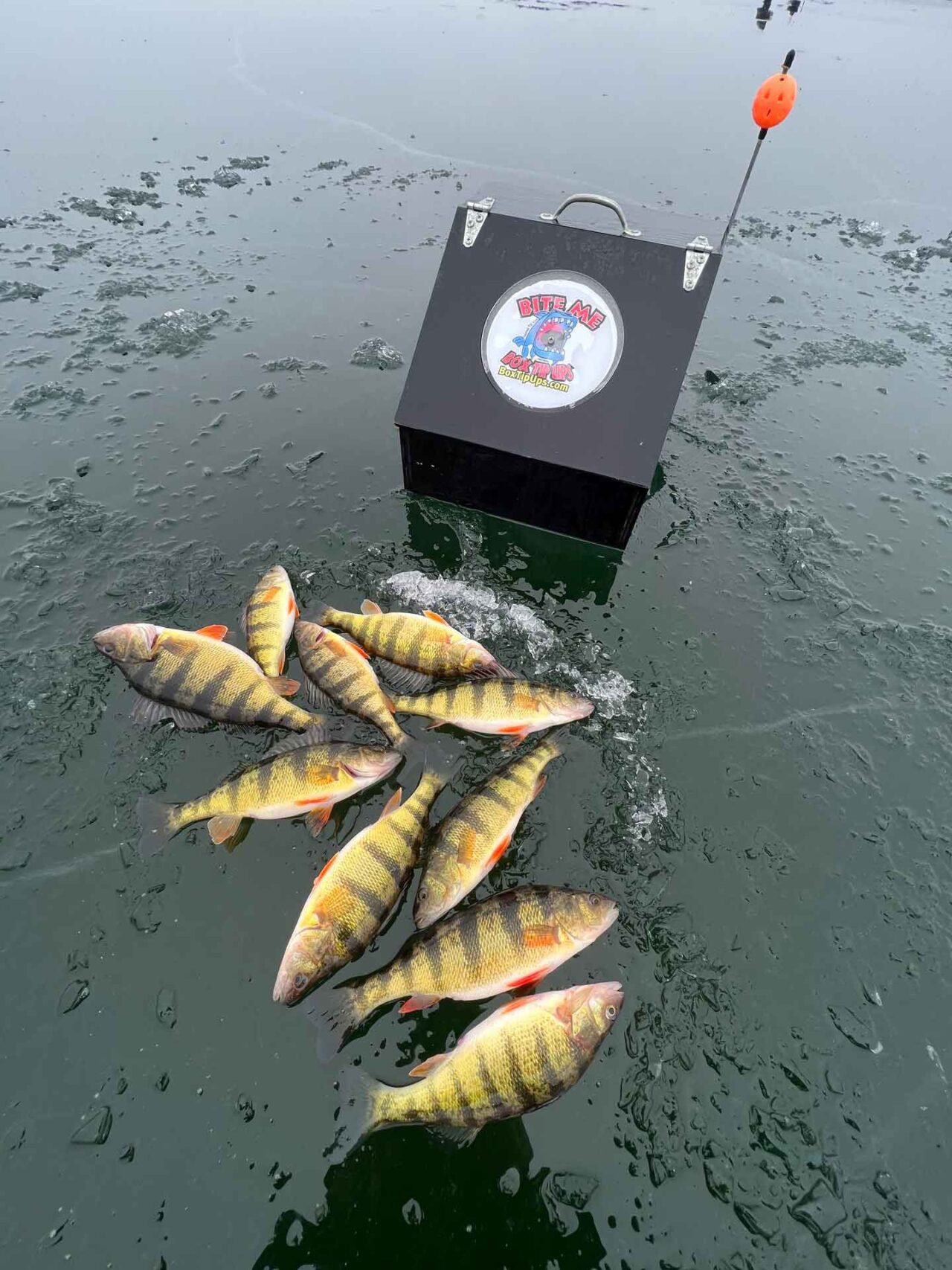 Perch Packages Trophy Ice Fishing